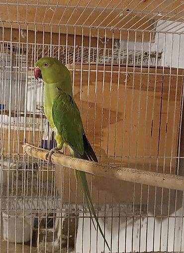 qaşqaldağ quşu: BARTER OLUNMUR Hazır dişi 3 illikdi. Cütde olub erkəyi uçub — 2