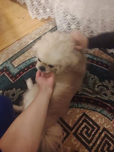 Pekines, Erkek