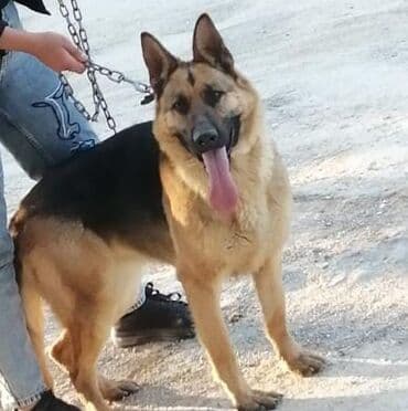 Alman çoban iti – böyük ölçülü, güclü və çevik. Qara-qonur rəng lalafo.az -da Alman çoban iti – böyük ölçülü, güclü və çevik. Qara-qonur rəng