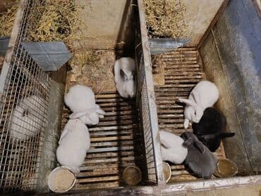 dovşanlar karlik: Məhsul: Ev dovşanları (bir neçə bala karlik ve qarisiq cinsler.) — 1