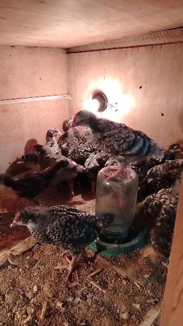 pudel it satisi: 1aylıq xarkov cucələri satıram 6günüylərdə var afstrolop cucə lərdə — 1