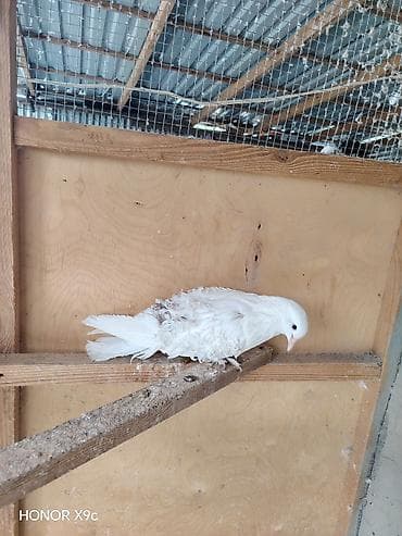 qus sesleri: Ağ rəngli qıvrım lələkli göyərçin - Rəng: tam ağ - Lələklər: bədənin — 1