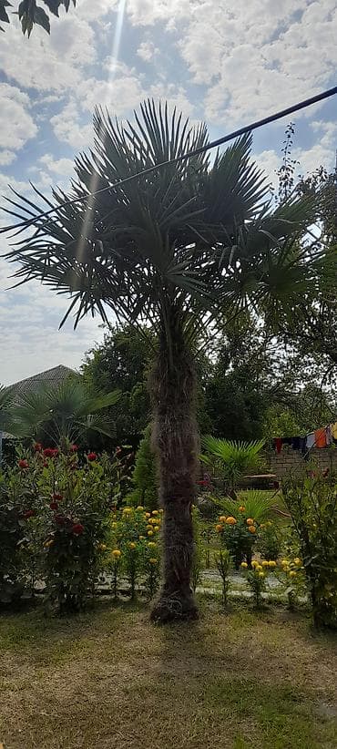 gul toptan satış: Trachycarpus fortunei (Hanım Xurma/Çinə xurması) ağacı - Təxminən 4–5 — 1
