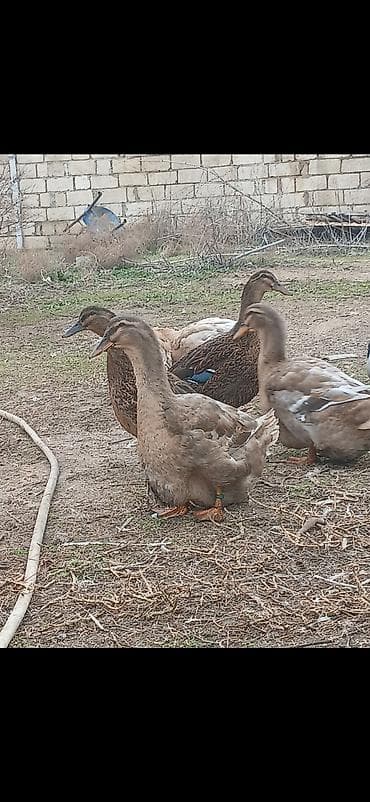 15 gunluk Ruan ordey balaları satilir Blue var hemde Saksonu blue ve