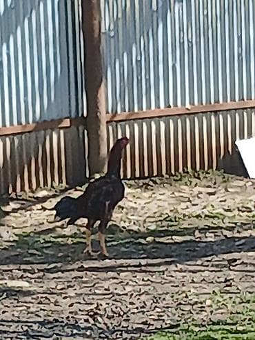 kənd cuceleri: Xoruz, il: <1 — 2