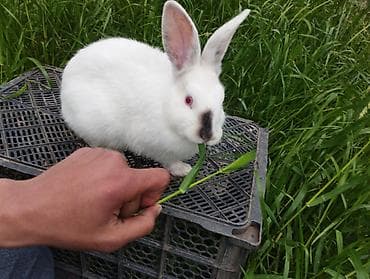 Ağ rəngli ev dovşanı - Növ: Ev dovşanı - Rəng: Qar kimi ağ, burun