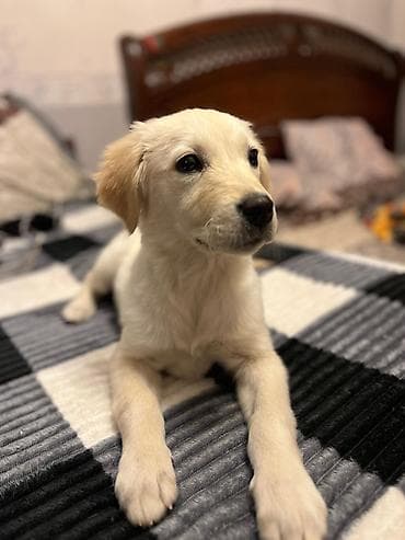 Retriever, 6 ay, Dişi