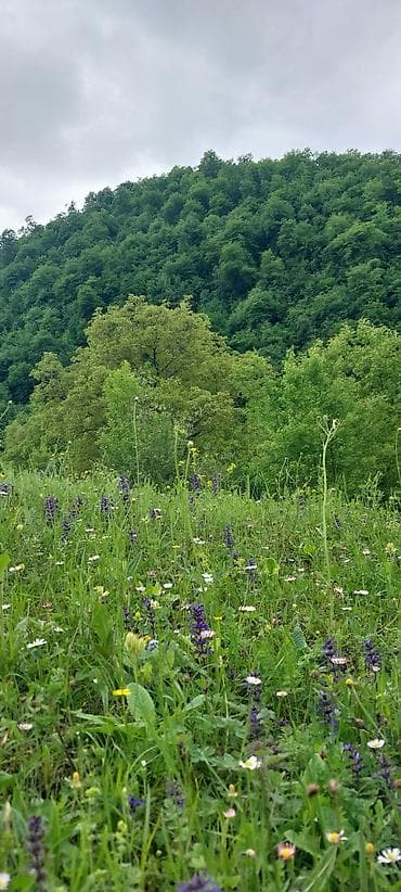 20 ci sahede kiraye ev: Dağ mənzərəli bağ sahəsi – yaşıllıq içində sakit məkan - Geniş — 7