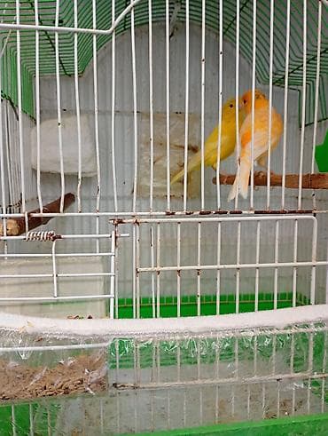 it bazari 2021: Buqiymete quşlar az az tapılır kök renginde erkek limon renginde maya — 3