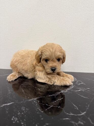 где можно купить собаку мальтипу: Pudel — 12