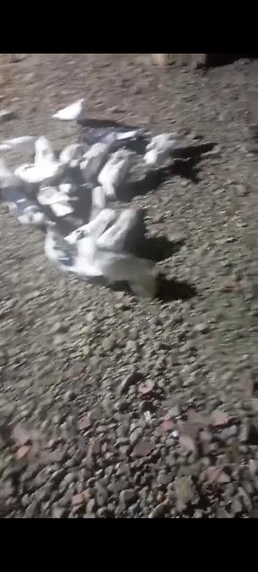 Quşlar: Satilir bir ededi 5man — 2