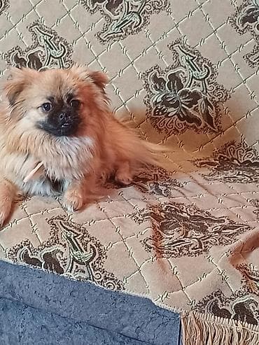 Pekines, 1 il, Dişi, Peyvəndli, Ünvandan götürmə lalafo.az -da Pekines, 1 il, Dişi, Peyvəndli, Ünvandan götürmə