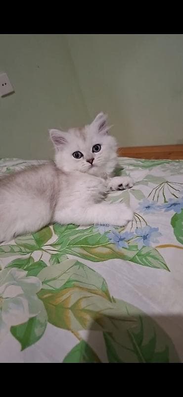 Şinşilla