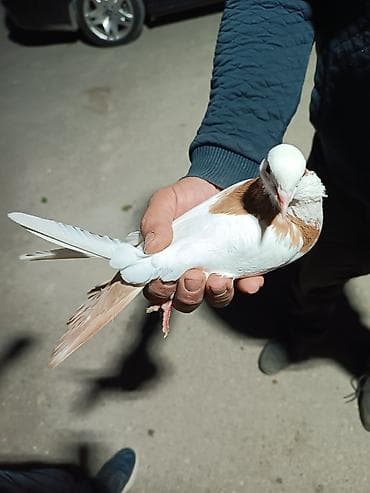 Pişiklər: Təmiz abrez 16 tük maya. Qızğın bala verən quşdu — 2