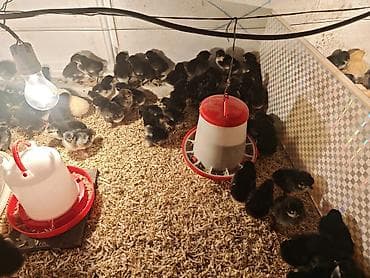 australorp: Toyuq cücələri, Ətlik — 5