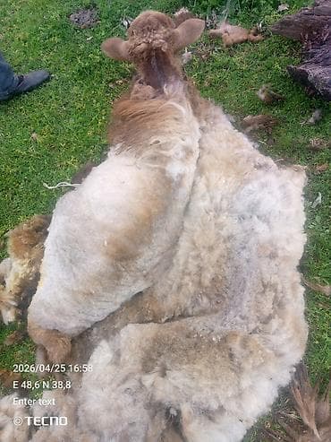 qarlı şam və küknar ağacları: Məhsul: Təzə qırxılmış qoyun yunu Təsvir: - Təbii qoyun yunu, tam — 1