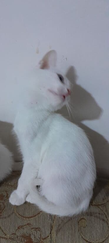 возьму котенка в добрые руки: Yaxşı əllərə — 5