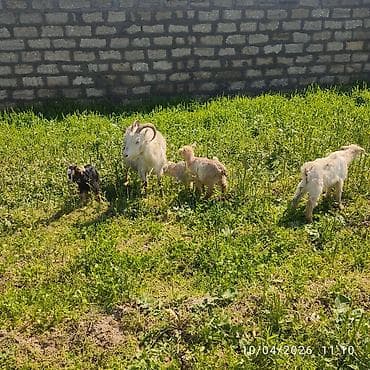 sani keci: - Ana bala keçi dort balasi var üçü erkey biri disididi cins heyvandi — 8