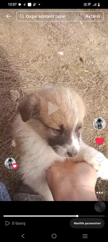 той пудель баку: С прививками — 3