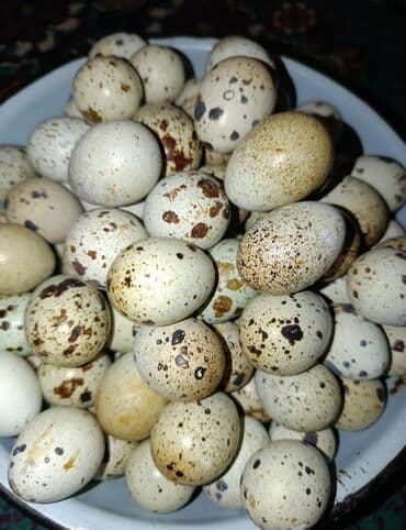 Yumurta: Məhsul: Bildirçin yumurtası Təsvir: - Təbii ləkəli qabıqlı bildirçin — 2