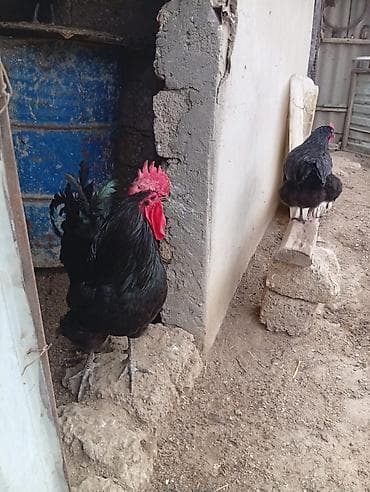 kend toyuqları: Toyuq, Australorp, Yumurtalıq, Ünvandan götürmə — 3