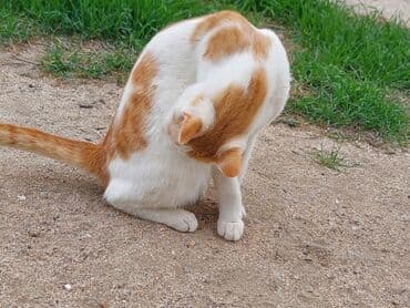 отдам кошку в хорошие руки: В добрые руки — 8