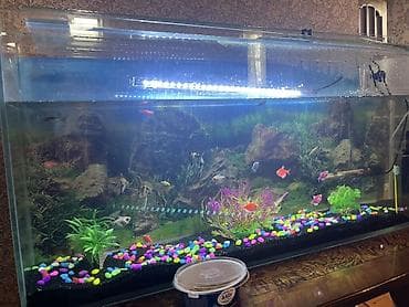 Птицы: Прямоугольный аквариум, Вместе с рыбами, 88 л — 4