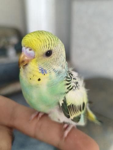 danışan quşlar: 3 ədəd bala quşlar, yeni yuvadan çıxıblar, artıq yem yeyirlər, ələ — 7