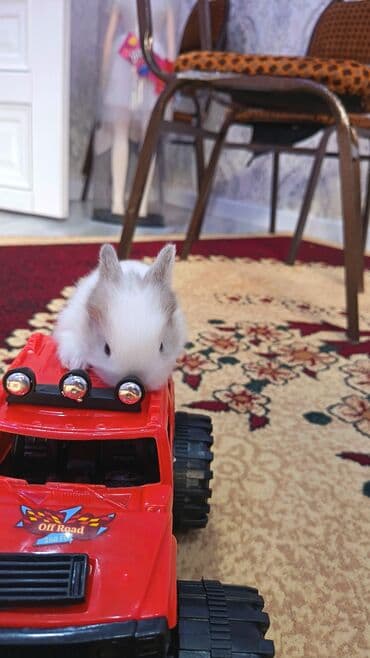 lider toyuq cinsi: Dovsan balalari topdan Ve tek satilir. Yerli ve cins balalar — 12