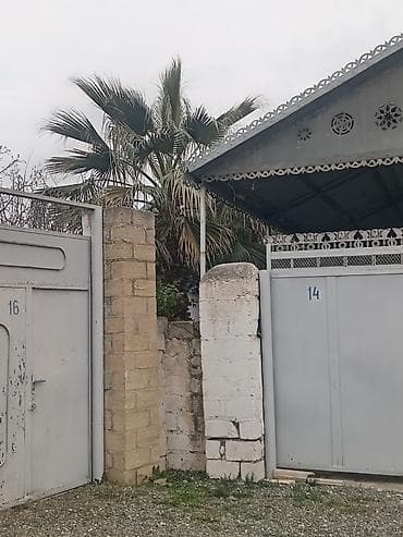 Gübrələr: Satılır: dekorativ Vasinqton palması (fan tipli yarpaqlar) - — 5