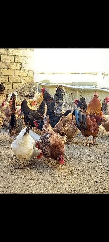 hind quşu baximi: Toyuq, Damazlıq, Ödənişli çatdırılma — 5