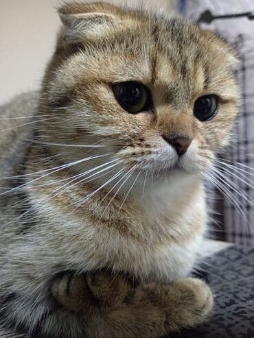 котята в хорошие руки: Золотая шиншилла, Самец, В добрые руки, Самовывоз, Платная доставка — 9