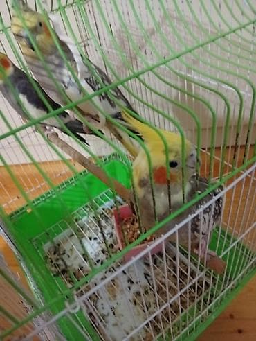 hid qusu: Satılır! 🐦 5 ədəd sağlam Korella quşu (3 dişi, 2 erkək) və əlavə — 7