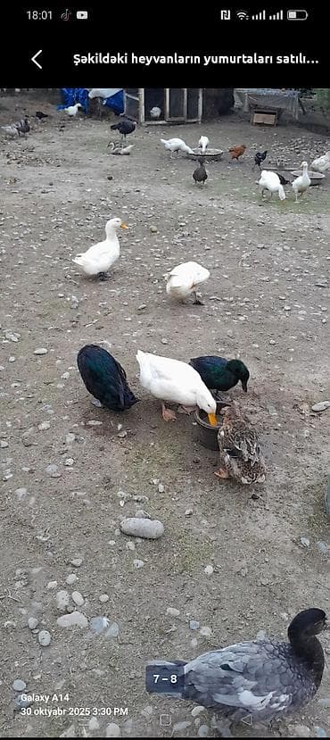 Məhsul: təsvir olunan təsərrüfat quşlarının yumurtaları Təsvir: -