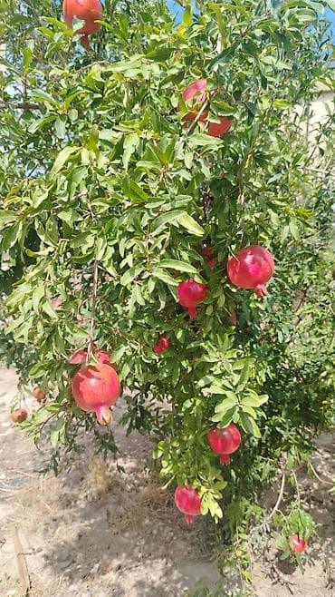 mingecevir emlak.az: 80 kv. m, 3 otaqlı, Kombi, Qaz, İşıq — 2