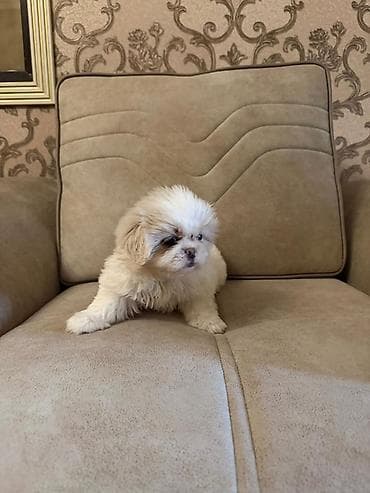bala it sekilleri: Pekines, 2 ay, Peyvəndli, Ünvandan götürmə, Pulsuz çatdırılma, Ödənişli çatdırılma — 9
