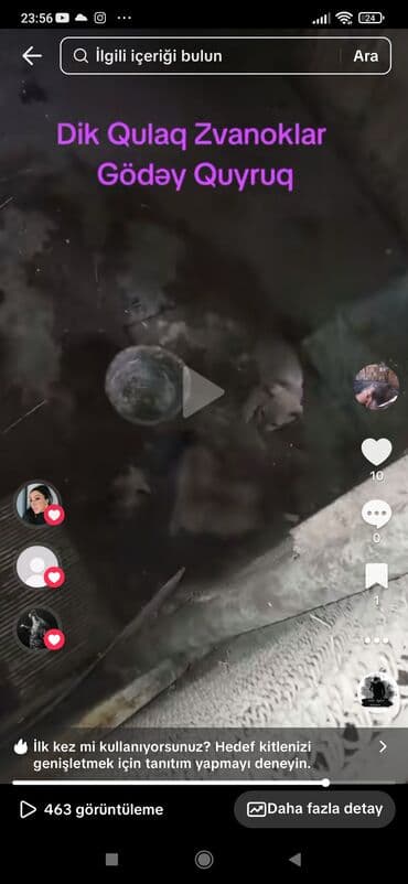 tap az heyvanlar: Zvonok — 3