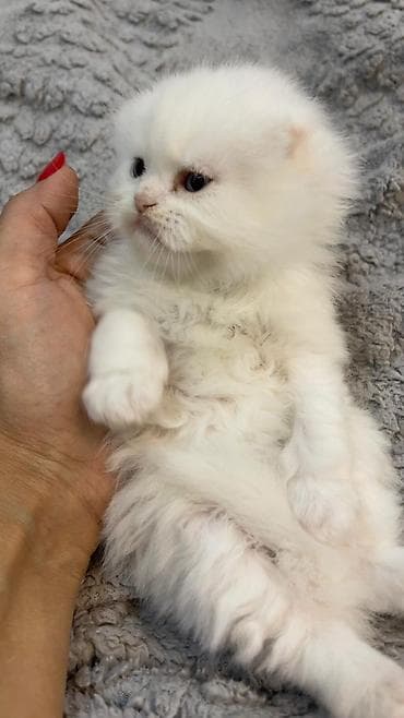 тап аз кошки: Шотландская длинношерстная — 4