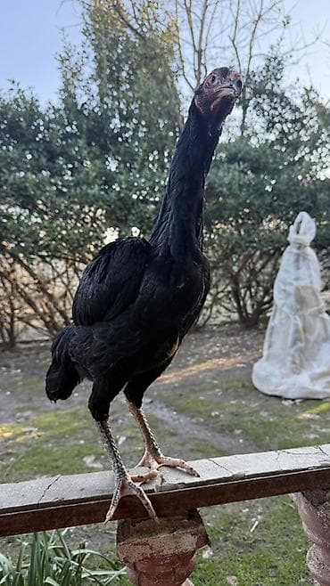 Dovşanlar: Toyuq, Damazlıq — 4