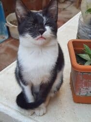 erkek pişik: Erkək, Dişi, Yaxşı əllərə, Ünvandan götürmə — 3