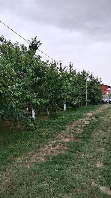 basavik satisi: 90 sot, Kənd təsərrüfatı, Mülkiyyətçi, Kupça (Çıxarış) — 2