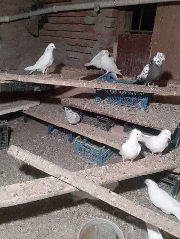 heyvanlar ucun bit dermani: Təcili satılır 100 AZN — 4