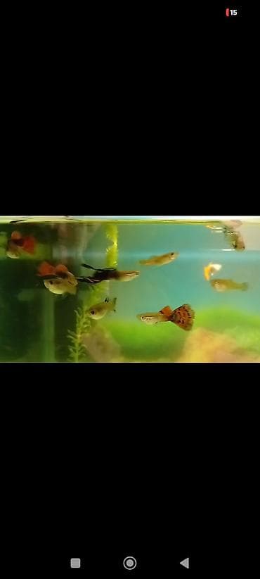 gence akvarium: Quppi, Sülhsevər, Ünvandan götürmə — 3