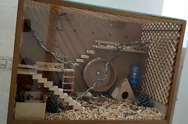 Gəmiricilər: Hamsterlər və hamster evi satılır Bütöv əl işidir. Yaxşı vəziyətdədir — 4