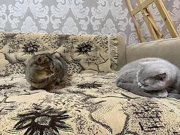 keciler: Şotland, Dişi, Yaxşı əllərə, Ödənişli çatdırılma — 4