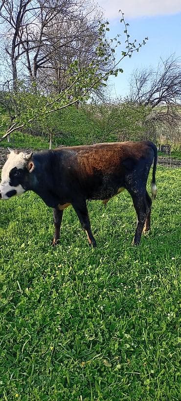 Tam sağlam erkey dana