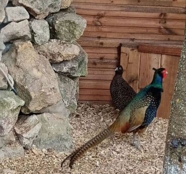 itlerin pulsuz verilmesi: Şəkildə gördüyünüz Rumun Qırqovulları satılır. 6 aylıq quşlardır. 1 — 1