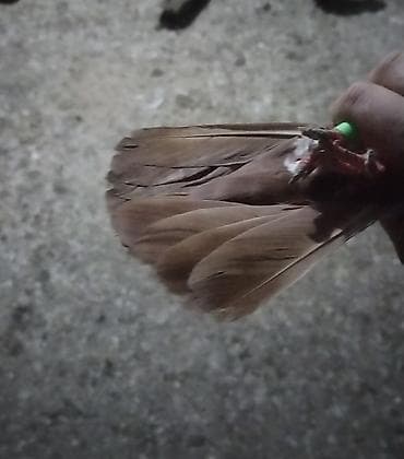 Животные: Hazir bala veren mayadi qus gencede gondermekde mumkundu 0513992050 — 2