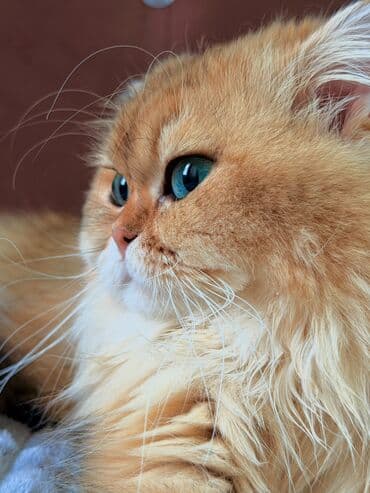 pişik britan: Britan, Erkək, Cütləşmə üçün — 1