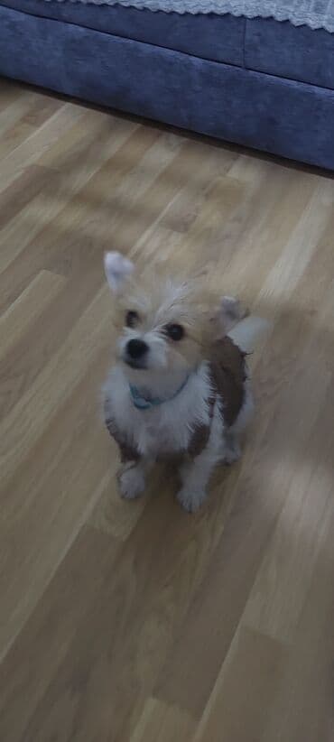 zvanok itler etibarlı əllərə veriril: Sahiblendirilir.Pudel 1 yaş.Etibarlı əllərə.Xanımlara verilir — 1